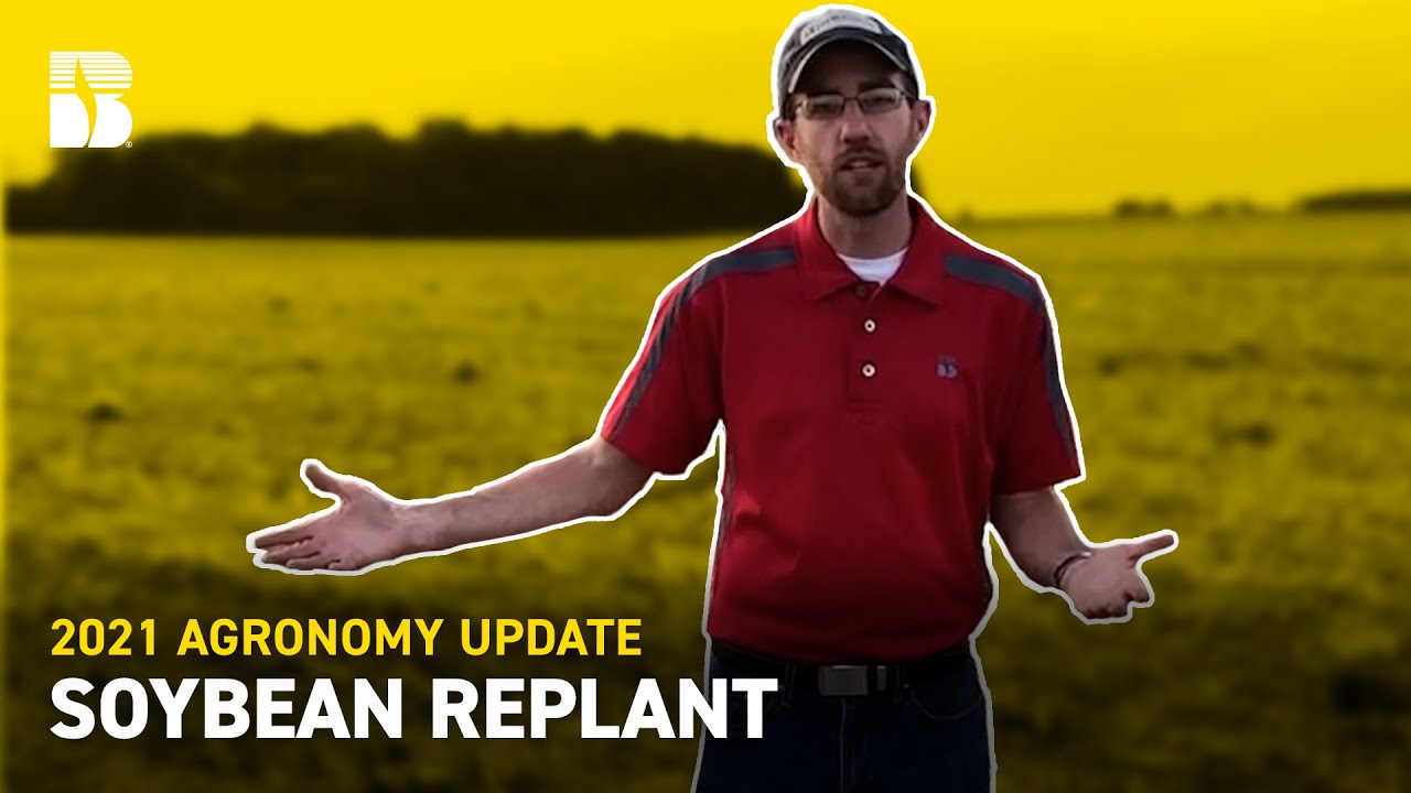 Soybean Replant | Beck's Agronomy Update