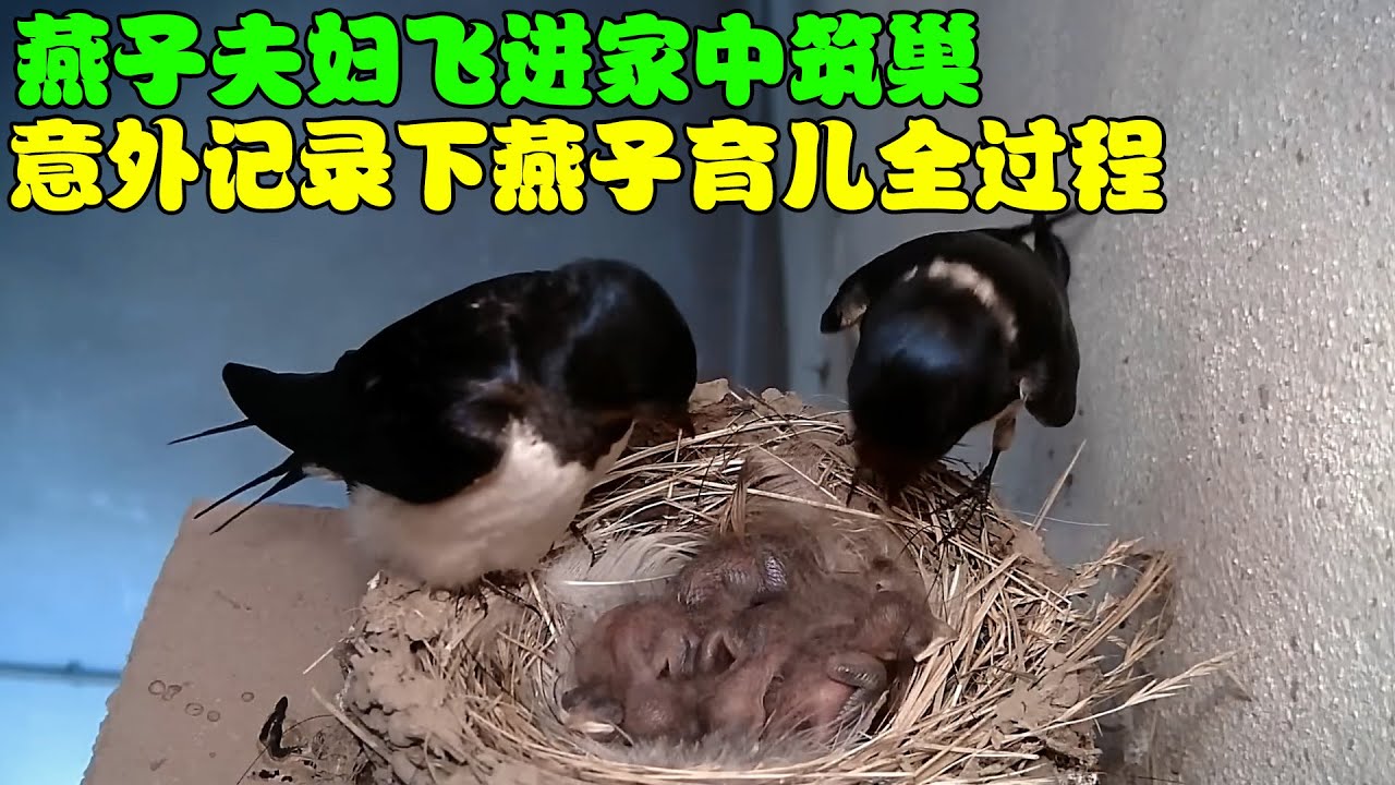 燕子夫妇飞进家中筑巢，意外记录下燕子育儿全过程，太不容易了！
