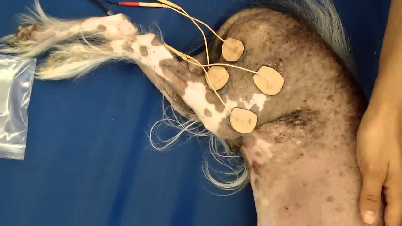 Neuromuscular electrostimulation in a dog