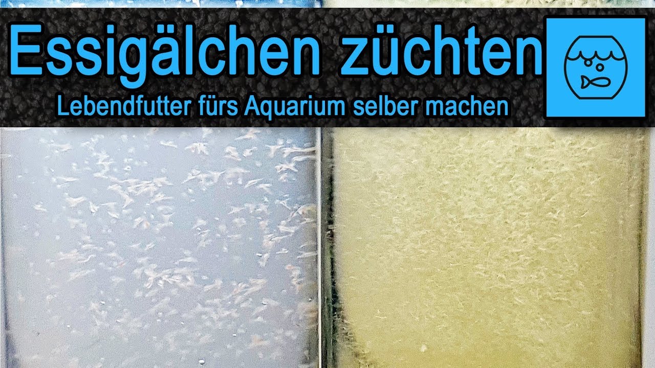 Essigälchen züchten und verfüttern – Lebendfutter selber machen – Fischfutter – einfach – billig