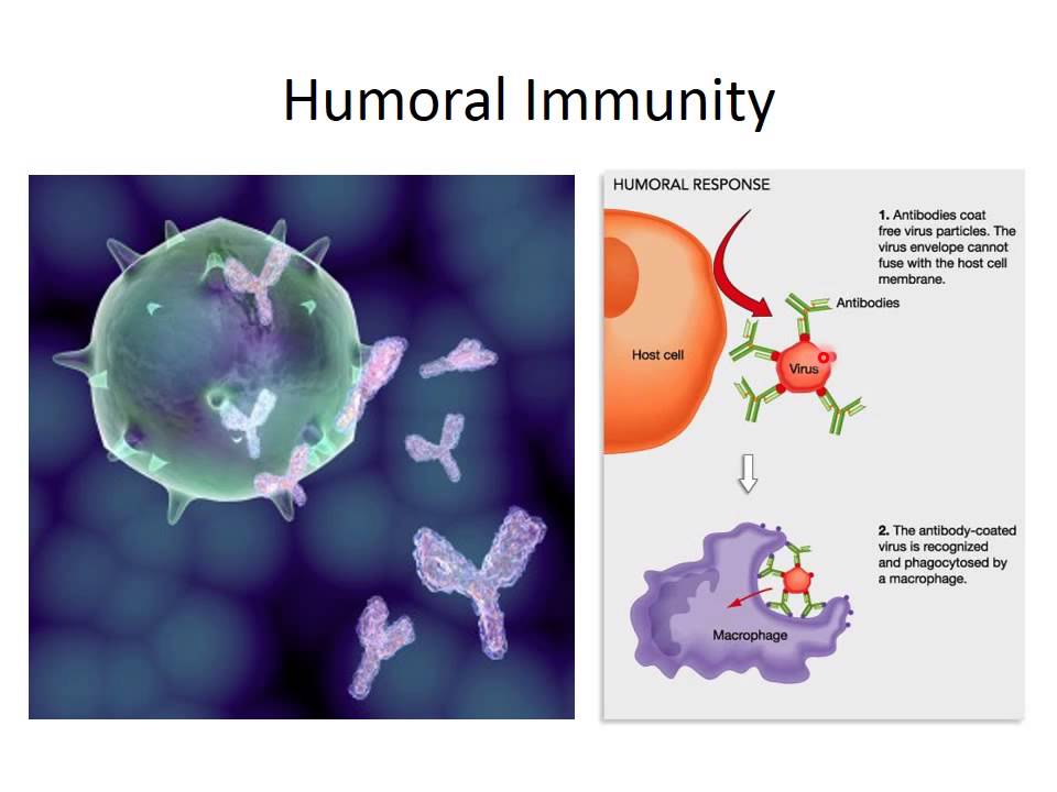 MBC Online Vet Tech Review 3.1 - Intro to Immunology
