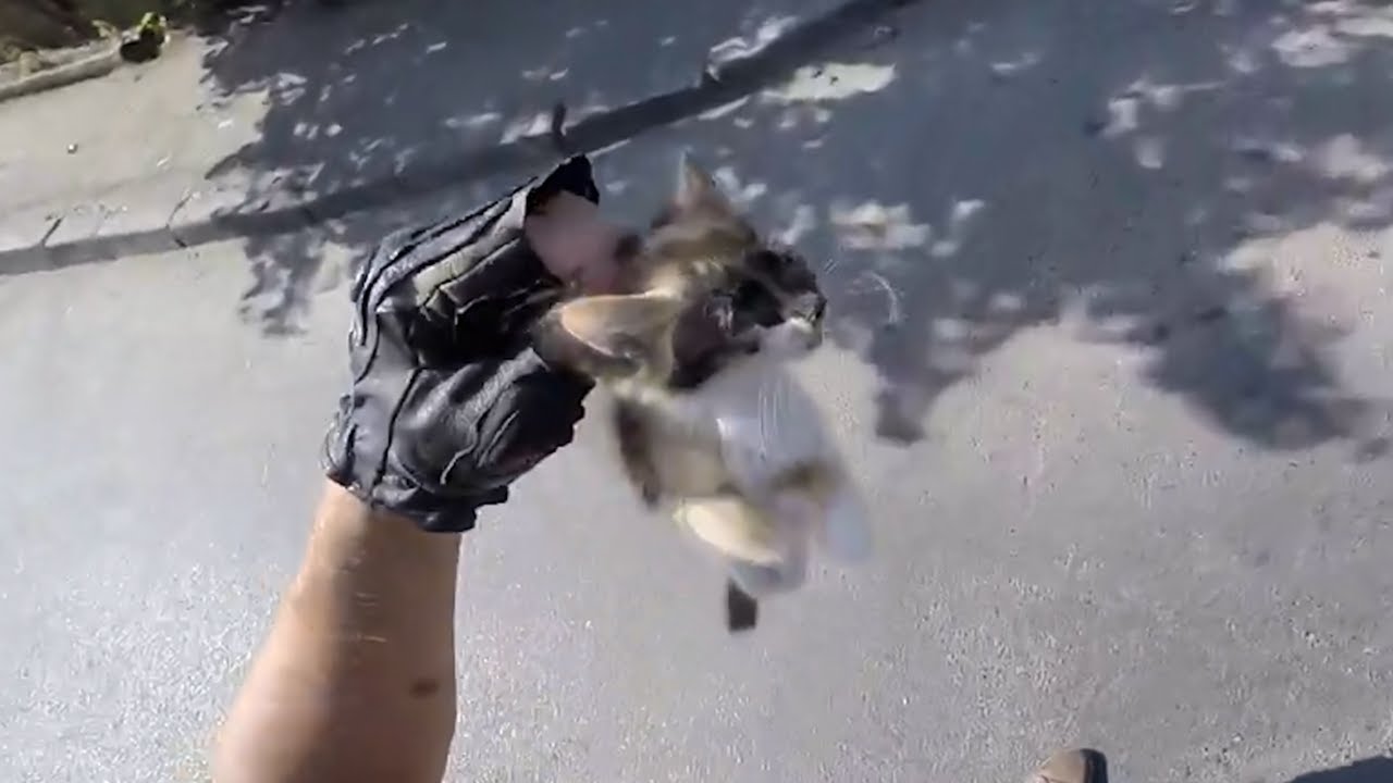 Bikers Helping Animals & People | Bikers are Awesome!