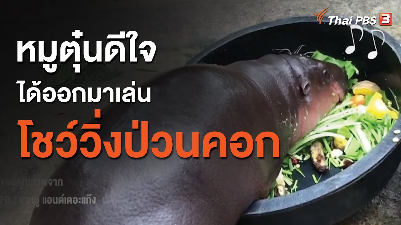 หมูตุ๋นดีใจที่ได้ออกมาเล่น โชว์วิ่งป่วนคอก : จับตาข่าวเด่น (3 ส.ค. 63)