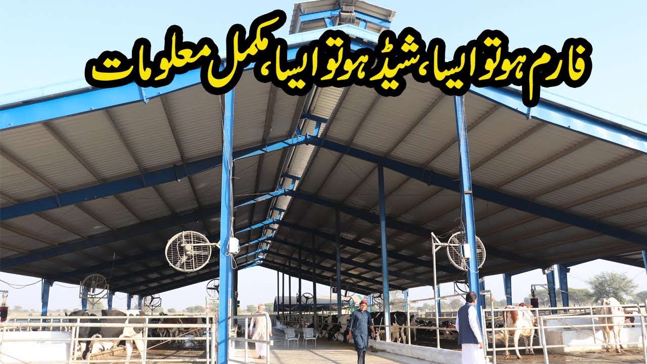 NS Dairy Farm Shed Details | Modern Dairy Farm Shed | Environment Required in Modern Dairy Farm