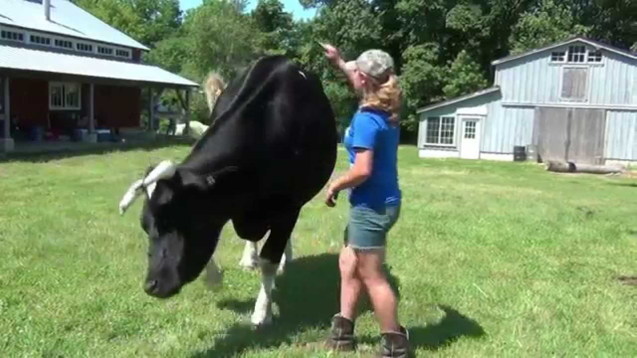Kaleigh Hamel Teaching an Ox to Side-Step