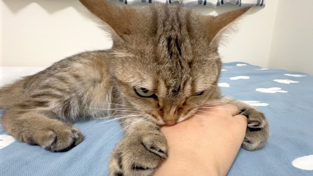 「置いていったでしょ！」妹がたった1日離れただけでこうなったｗ