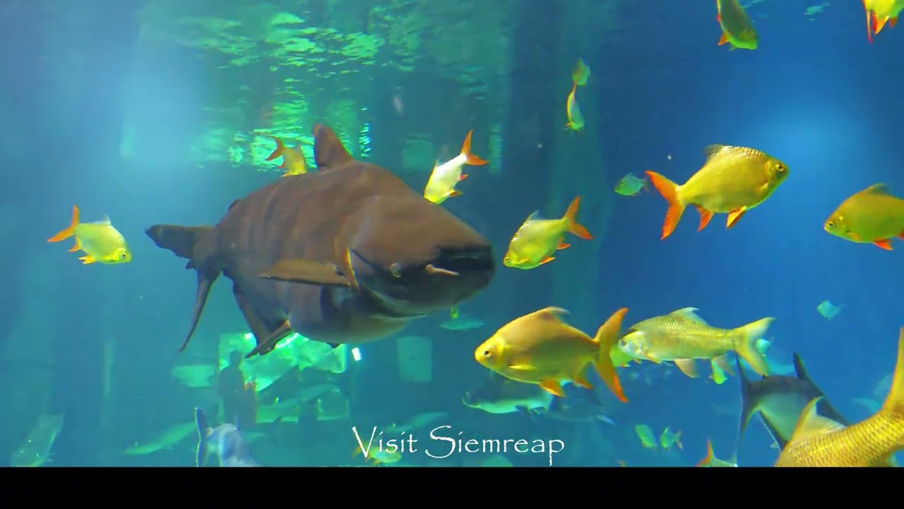 Angkor Wildlife & Aquarium