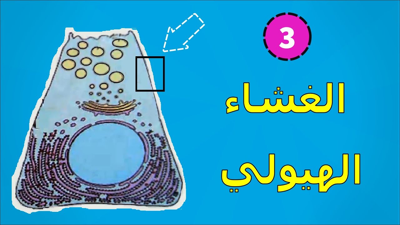 3- بنية الغشاء الهيولي 🐻‍❄️ .