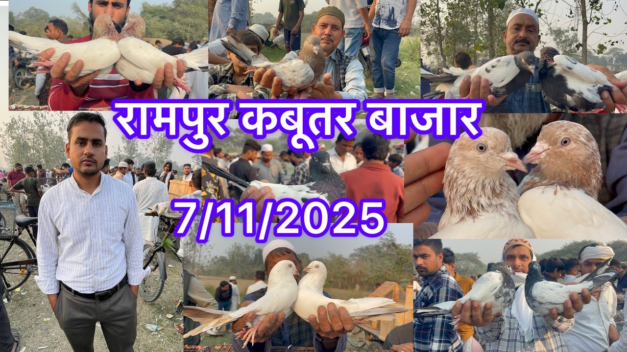रामपुर कबूतर बाजार Rampur kabootar market 7/11/2025