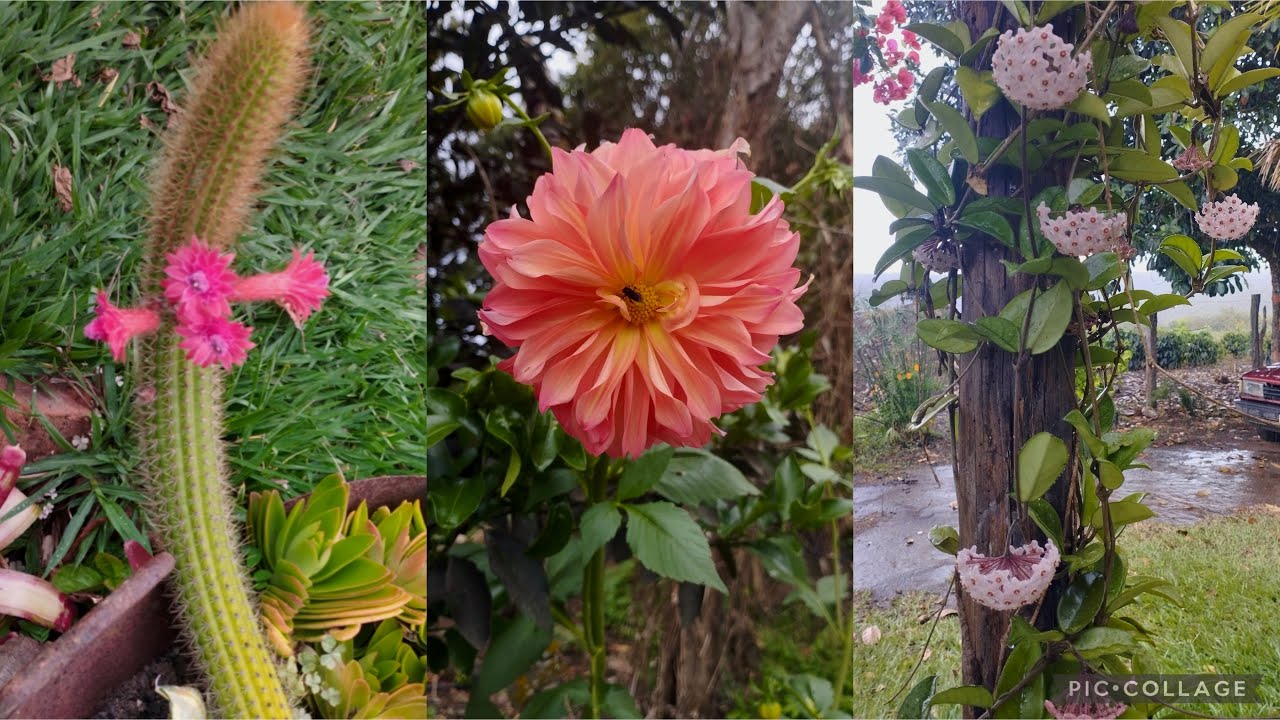Fiz um lindo jardim que tem flores o ano inteiro 😍🌹🌳🌻🌷