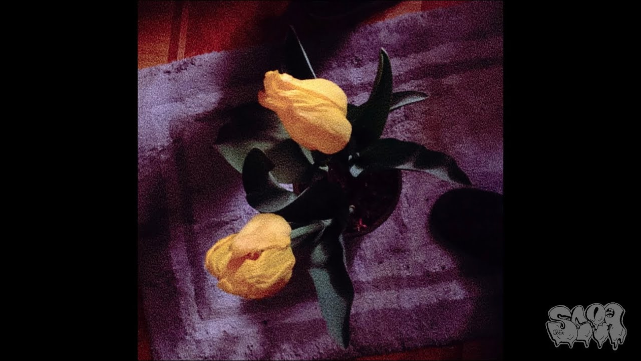 tulipanes - sskor(UsoLibre)