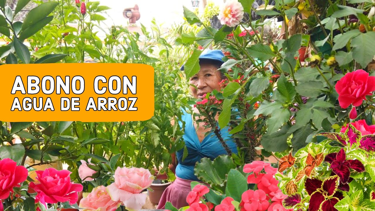 Agua de Arroz Para las Plantas - Te SORPRENDERÁS de los Resultados en su floracion y crecimiento