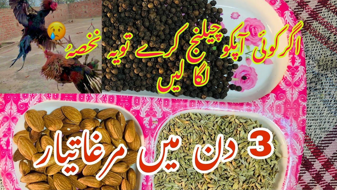 Murghy Ko 3 Din Me Taiyar Krny ki Khurak | Murgha fori Taiyar kesy kren |