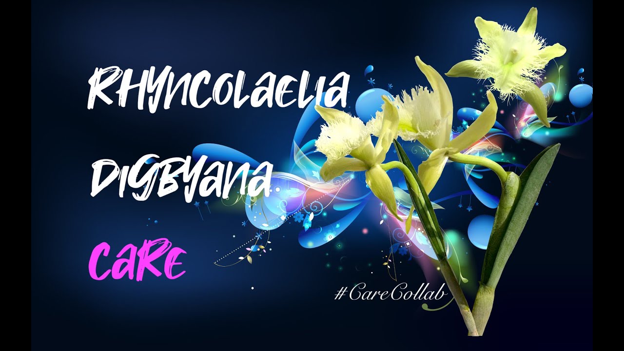 How to grow Rhyncolaelia digbyana | Self-Watering & leca | Cool winters | #CareCollab #ninjaorchids