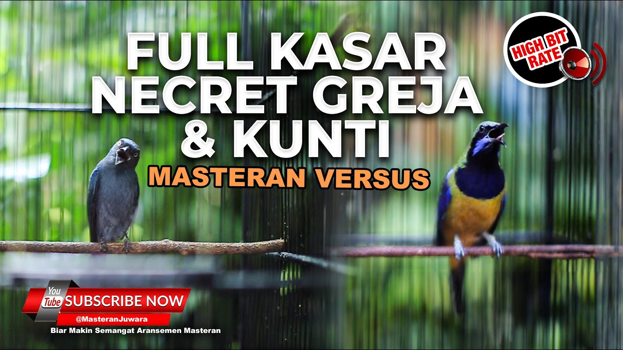 🔴 Masteran Kasar Pedas Greja Tarung Kunti Materi Cucak Cungkok Gacor vs Srigunting Abu Abu Gacor