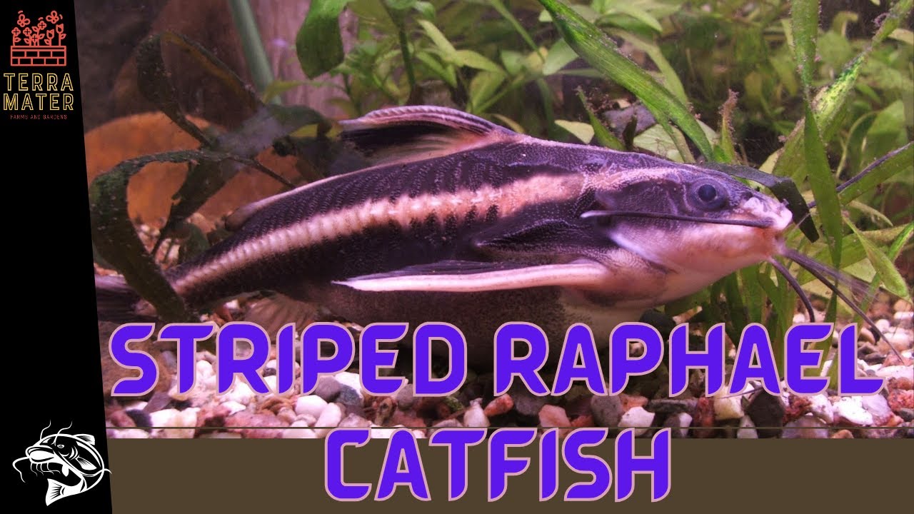 Introduction to STRIPED RAPHAEL CATFISH: Fish Profile (Platydoras armatulus)