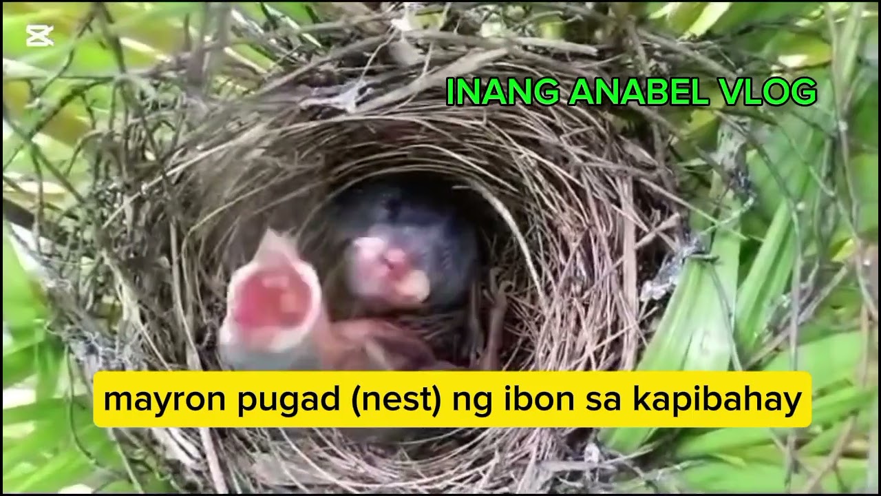 Pugad ng ibon, (bird's nest ) aling ibon kaya ito? malapit na sila lumipad din, 🤣