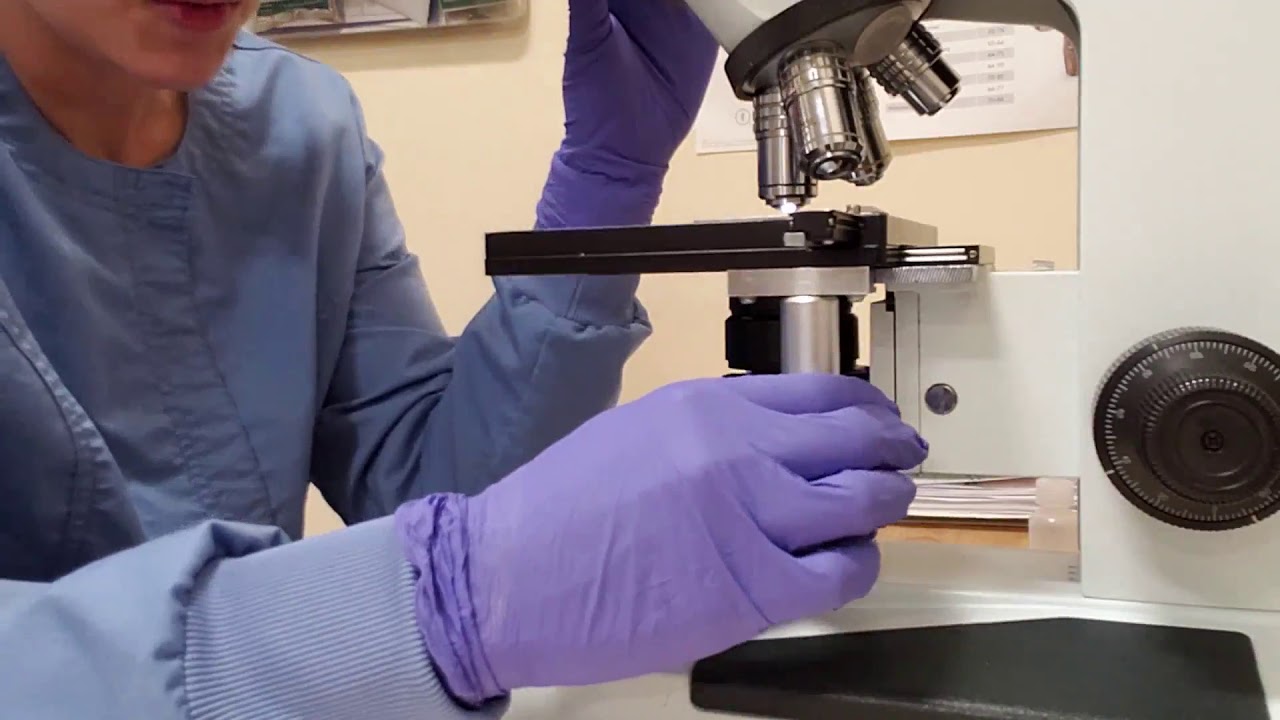 Task 12 Perform Cytologic Evaluation Collect Prepare and Evaluate Ear Cytology