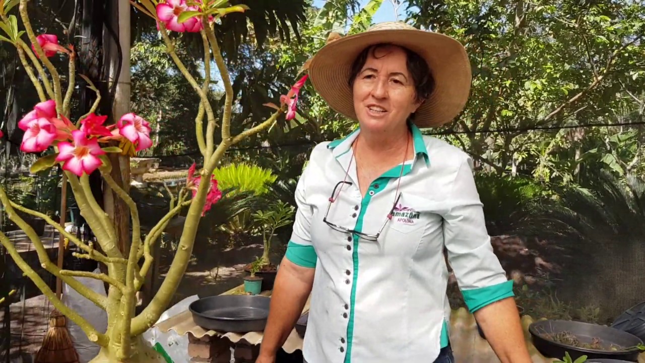 ROSA DO DESERTO:  Reciclagem de substrato usado