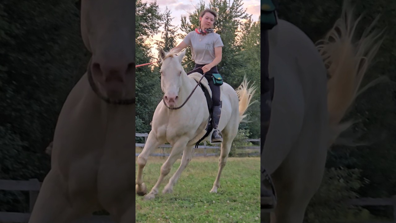 Natural Horsemanship |Liberty| Cordeo Riding