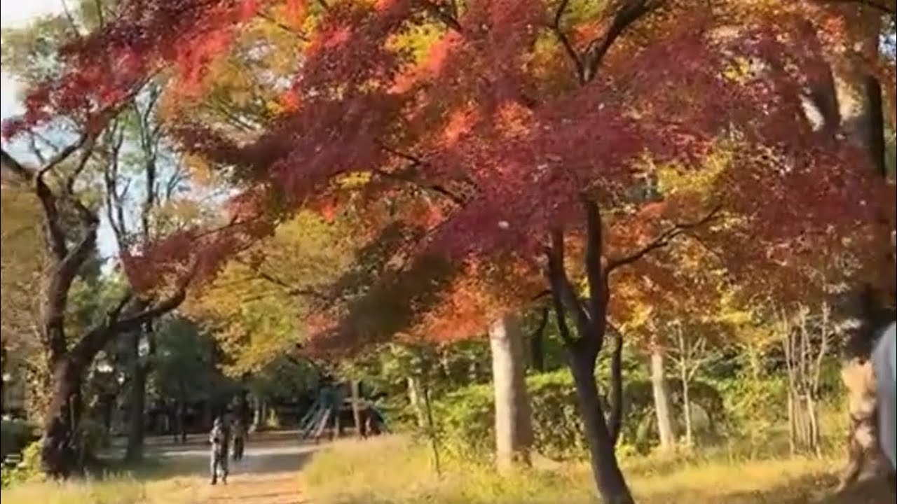 SP VLOG1111🇯🇵 is live!