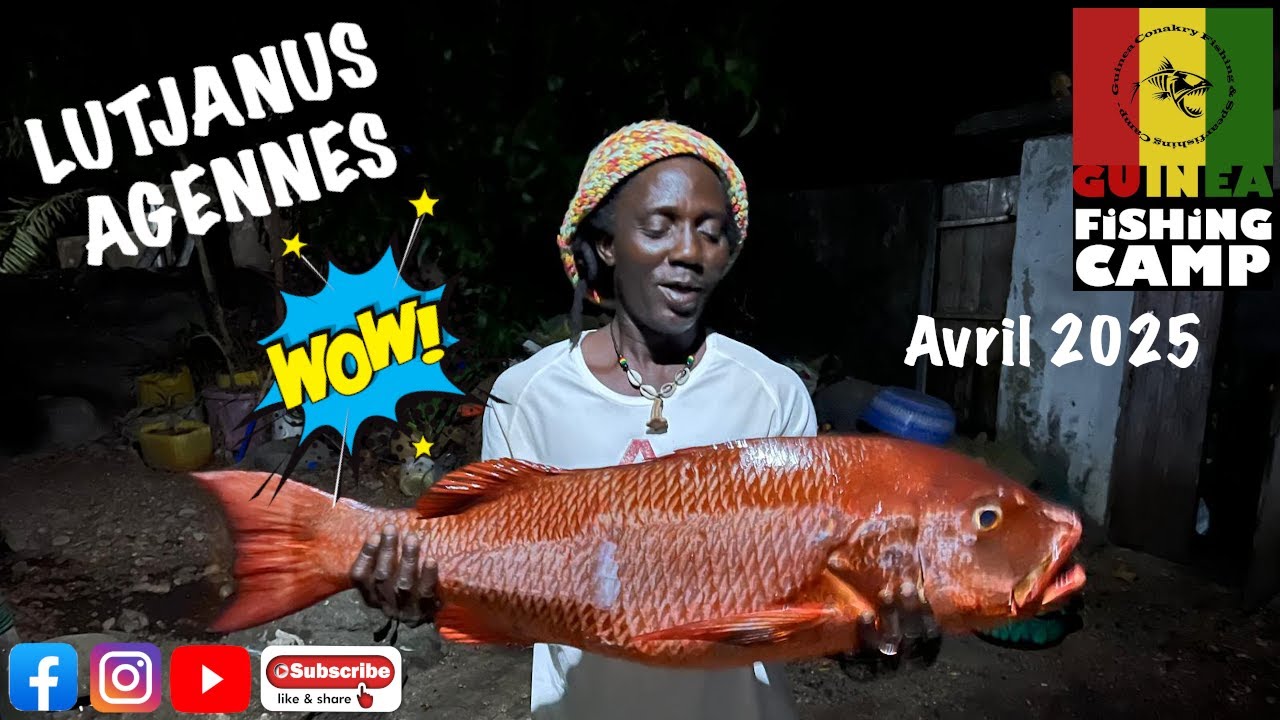 Carpe Rouge au Popper - Guinea Fishing Camp - Avril 2025