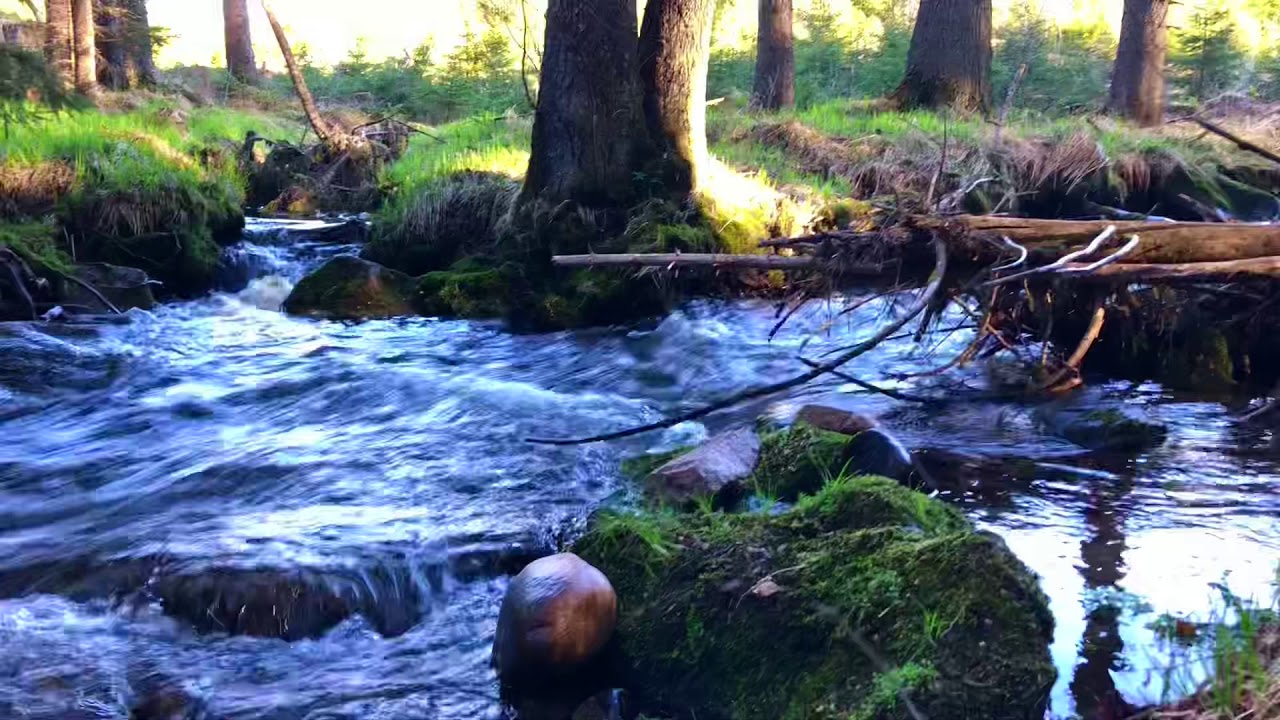 Goldprospektion im bayerischen Wald