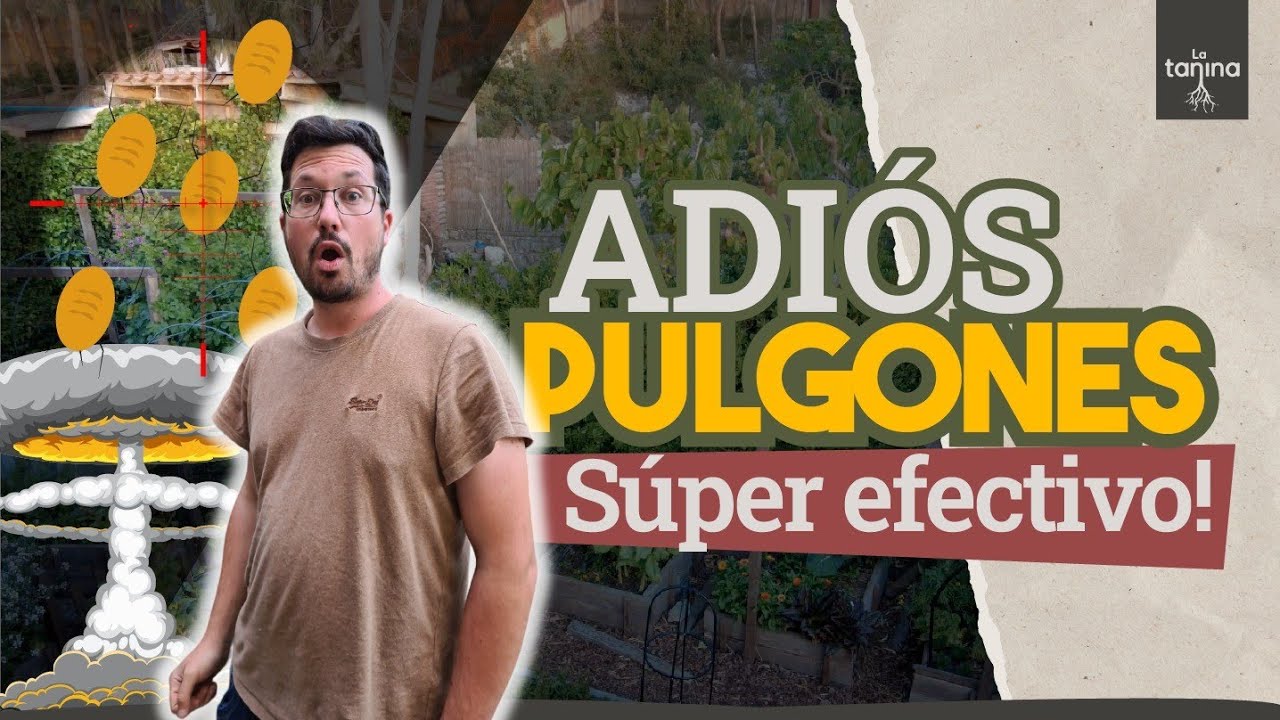 La SOLUCIÓN DEFINITIVA contra el PULGÓN: lucha biológica 🐞🐛