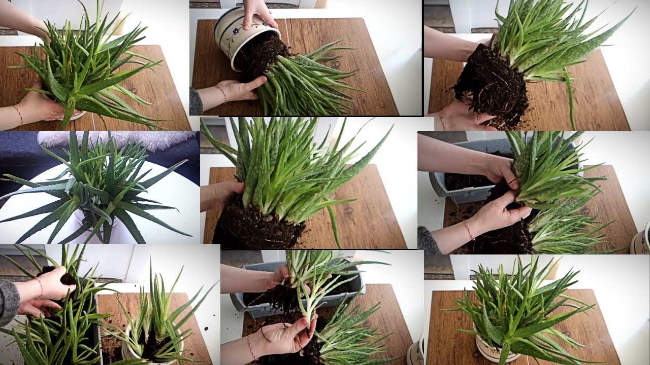 Si te kujdesemi per lulen aloe vera, mbjellja e shumimi, ujitja dhe ndricimi. Si ta ndani aloe veran