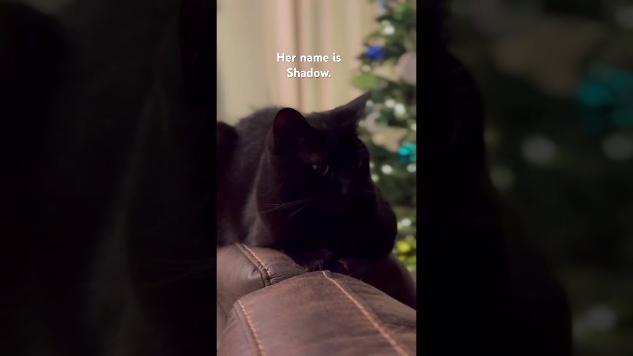 Shadow is always chill.