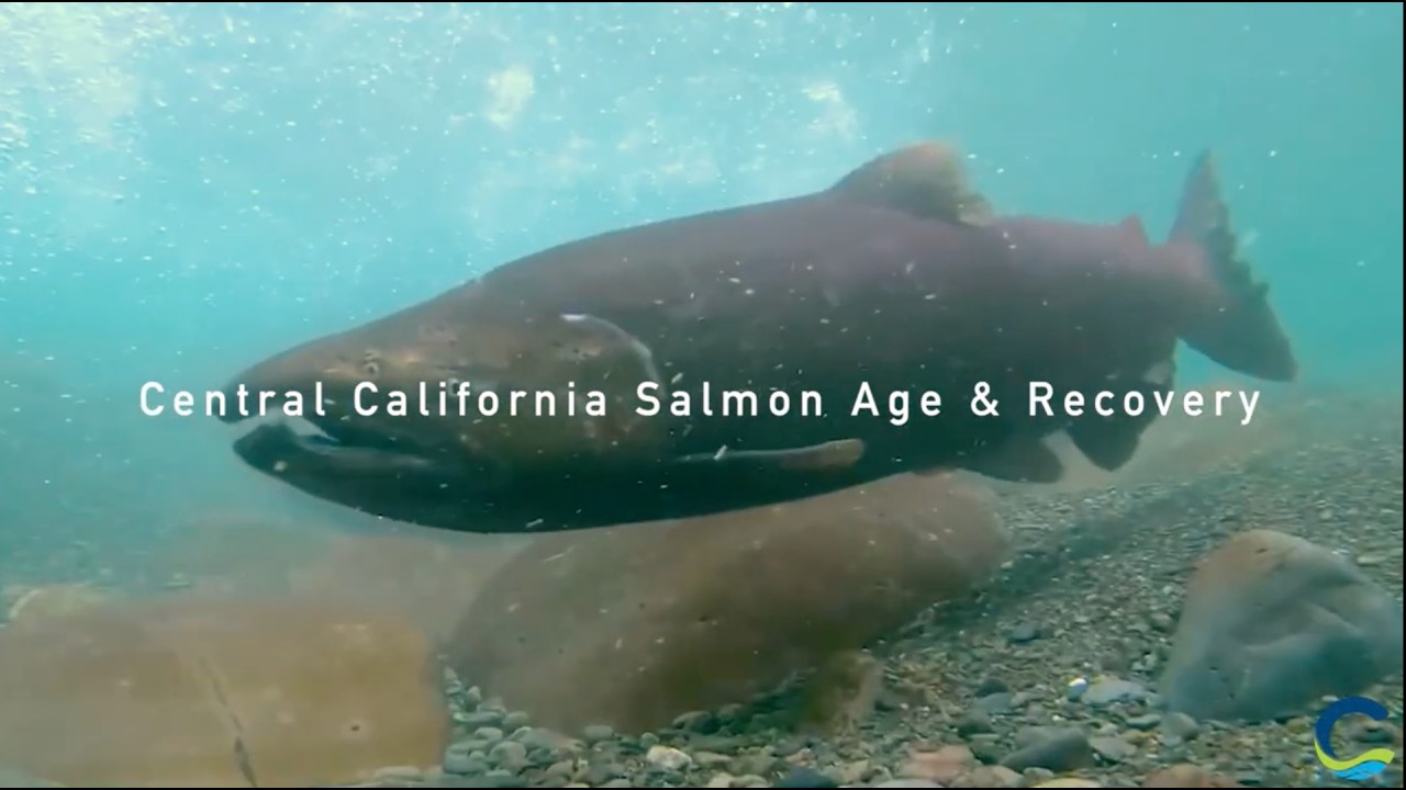 Central California Salmon Age & Recovery