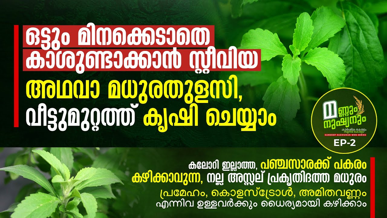 ഒട്ടും മിനക്കെടാതെ കാശുണ്ടാക്കാൻ സ്റ്റീവിയ അഥവാ മധുരതുളസി, വീട്ടുമുറ്റത്ത്‌ കൃഷിചെയ്യാം, Stevia Farm