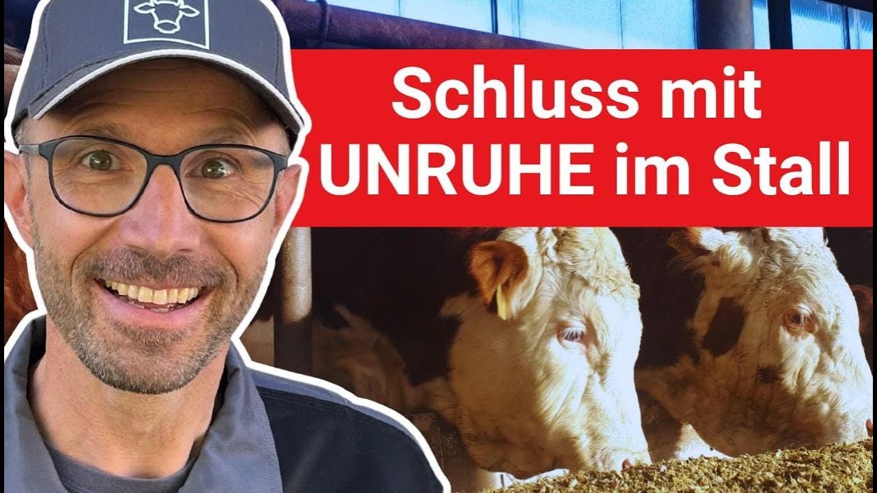 Du hast unruhige Mastrinder? - Darauf musst du achten!