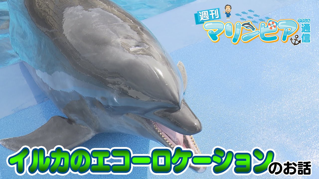 週刊マリンピア通信　＃186 イルカのエコーロケーション