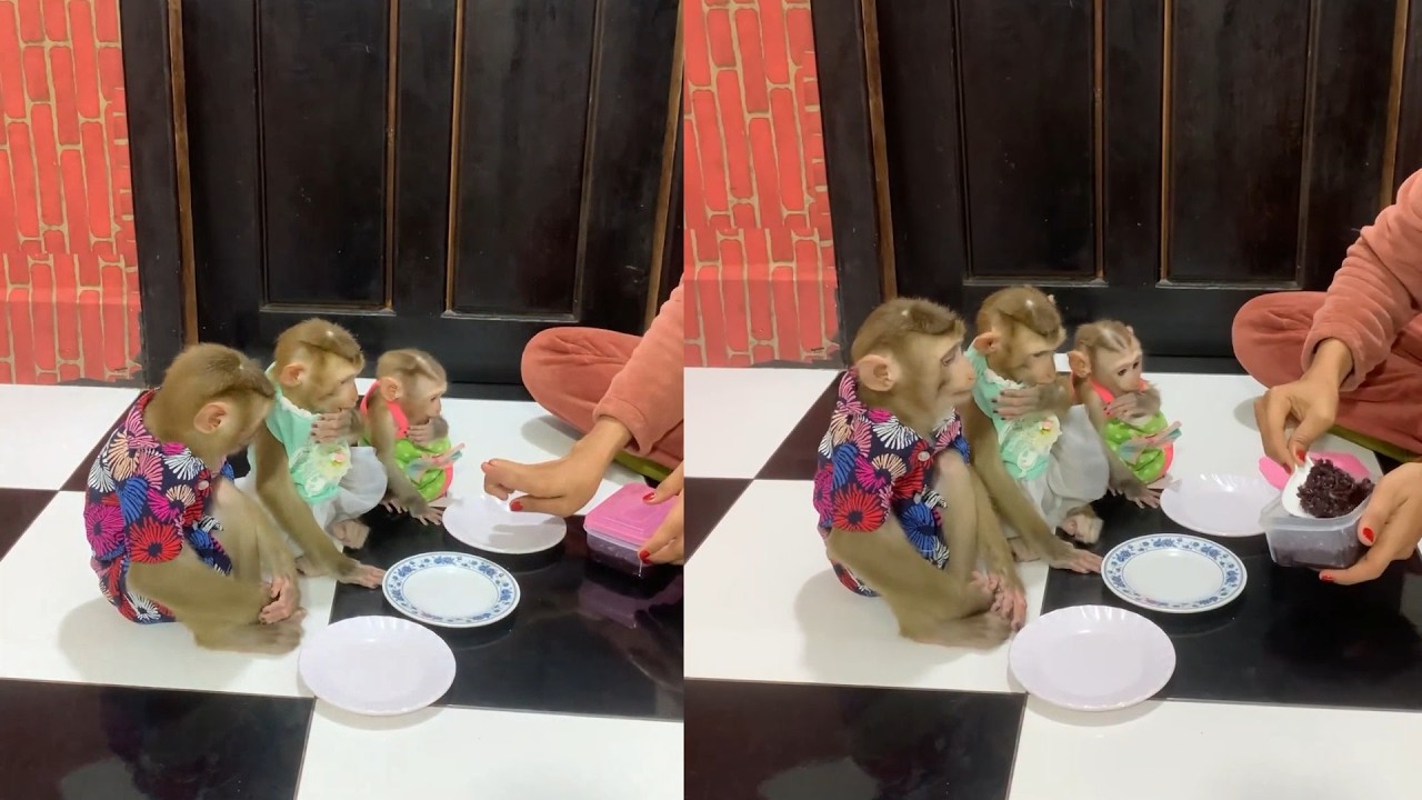 So Polite! 3 Baby Monkeys Wait Patiently for Their Yummy Snacks 🐒🍽️