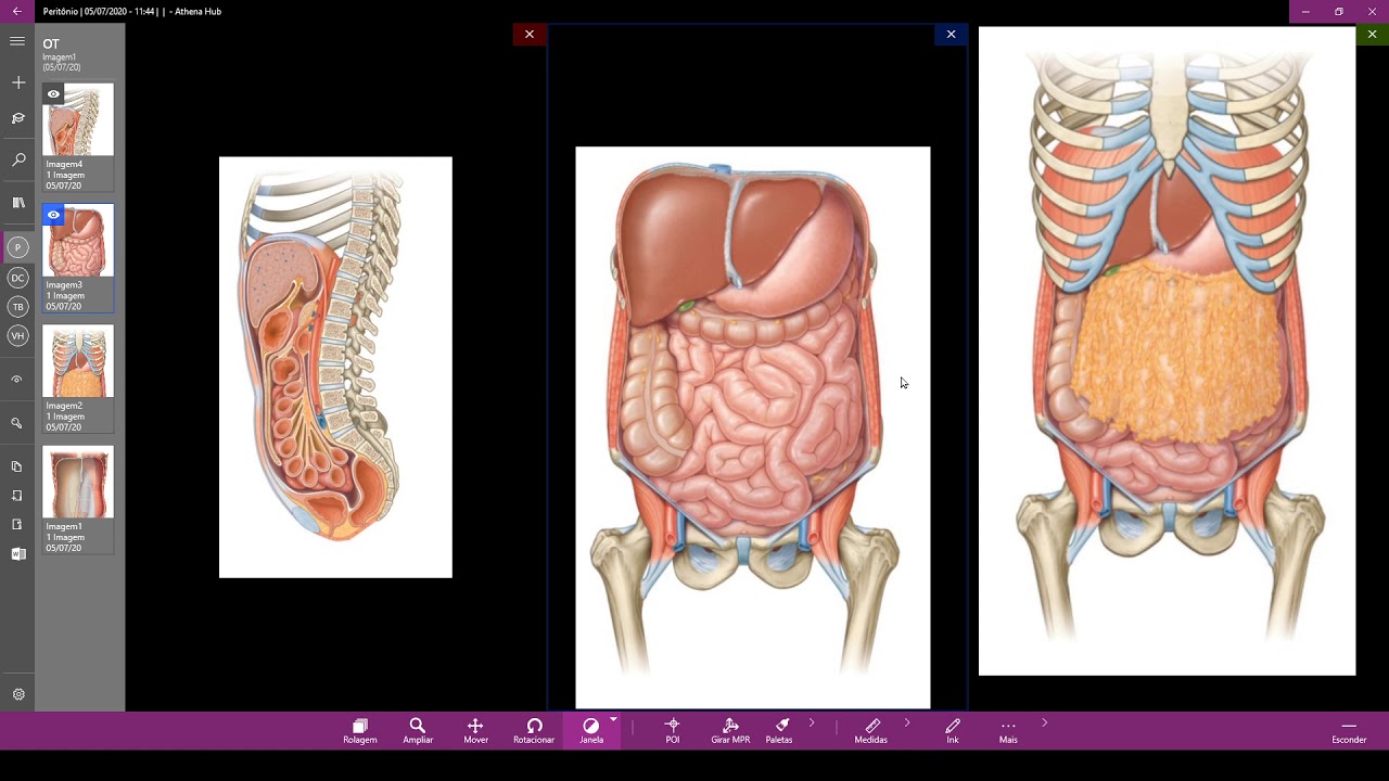 Anatomia do peritônio