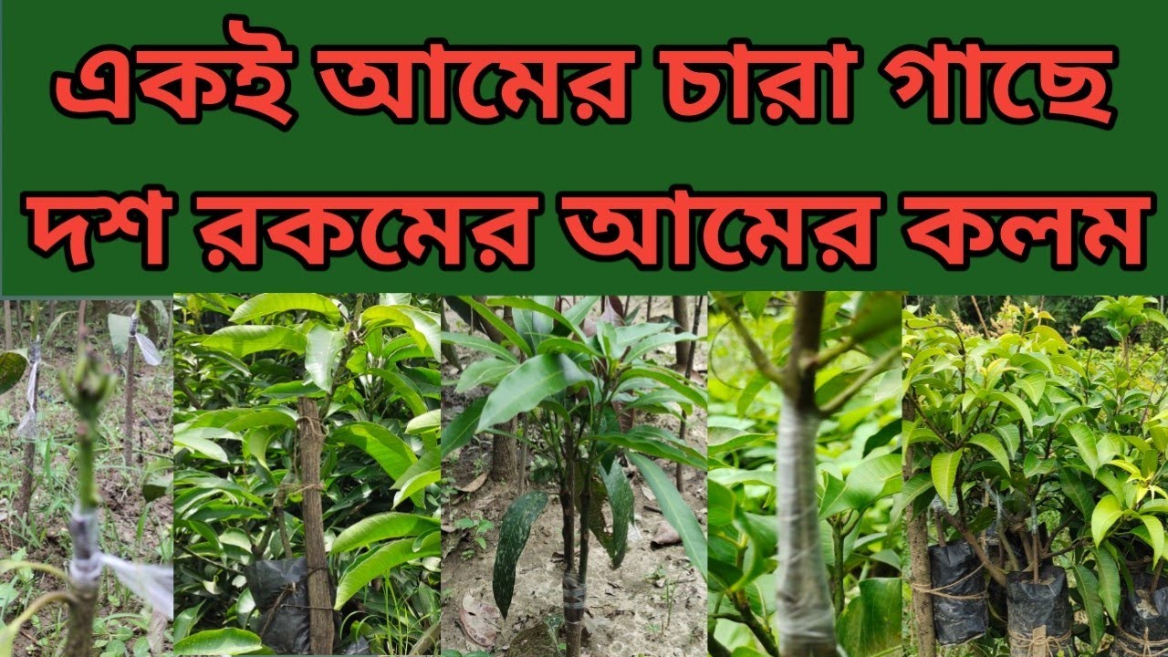 একই আমের চারা গাছে দশ রকমের আমের কলম। Multi-grafted Mango Plant.