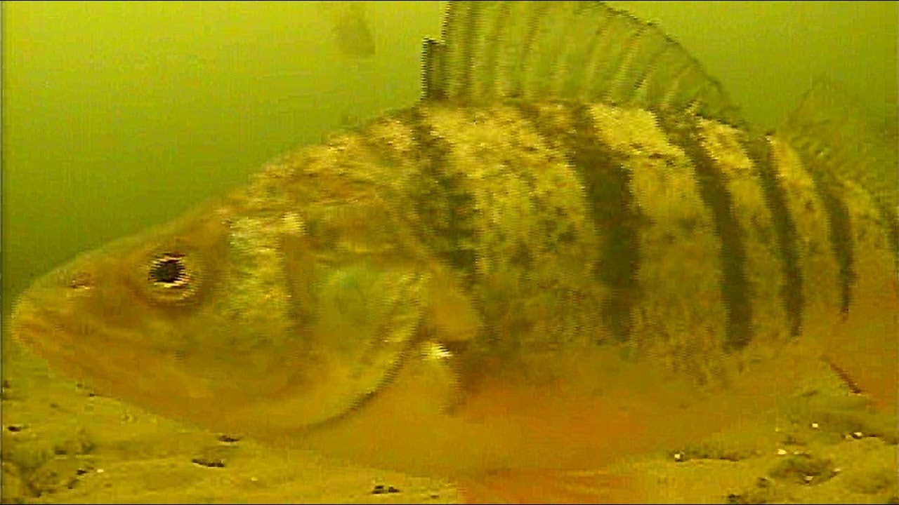 GIANT SCHOOLS OF JUMBOS - ICE FISHING LAKE SIMCOE PERCH 2019