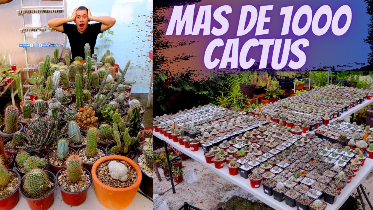 TOUR MI COLECCION CON MAS DE 1,000 CACTUS || HUERTO CITADINO