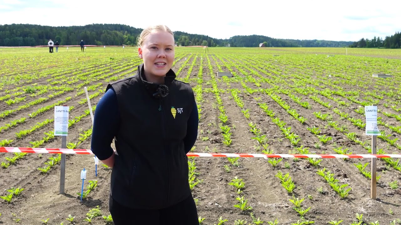 Saga Melkkilä, SjT: SjT:n LANTTI-koeruutujen esittelyä