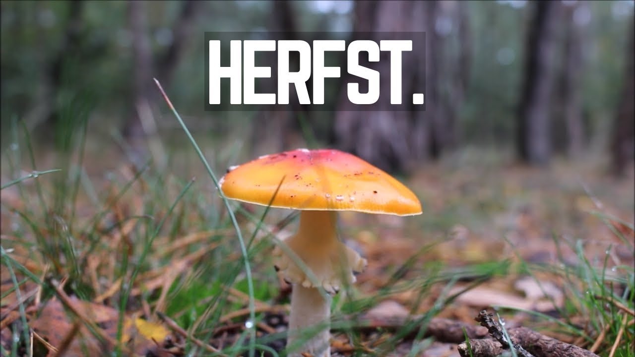 Herfst vibes.