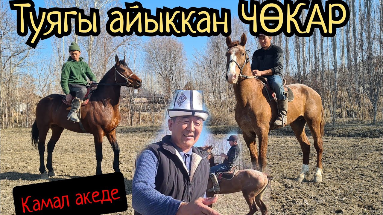 Туягы айыкты СИЗДЕР СУРАГАН ЧӨӨКЕР чыкты 💎Камал акеде АУКЦИОН