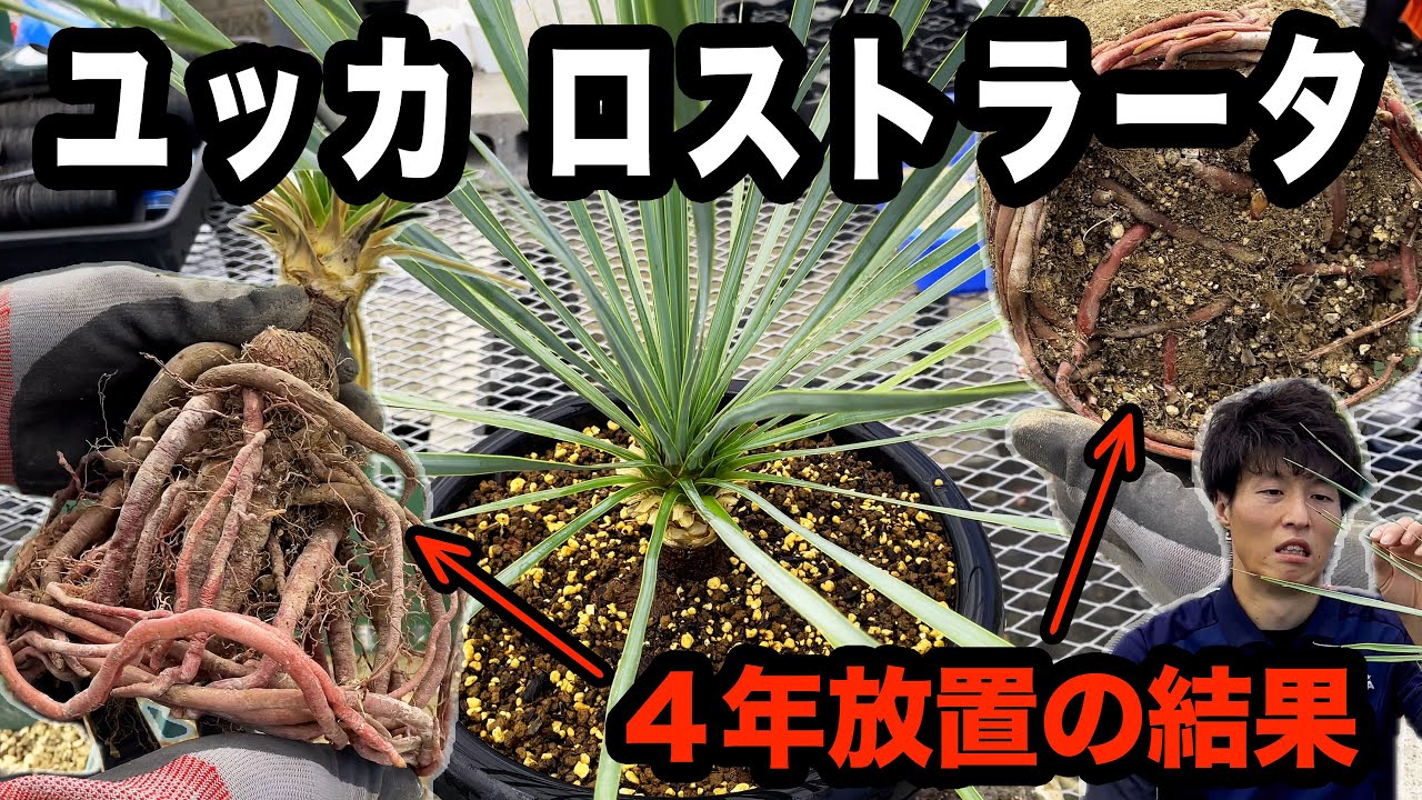 【緊急オペ企画＃１６】ユッカ「ロストラータ」を鉢替え！もはや自然農法と言っても過言ではない？？ｗ立派な根回りをご覧ください Yucca rostrata