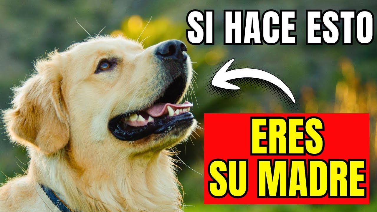 10 Señales CLARAS de que tu Perro te Ve como su MAMÁ