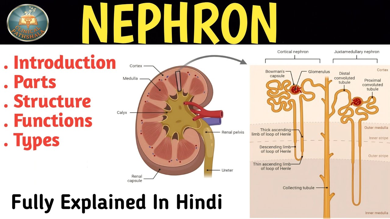 Nephron Anatomy And Physiology In Hindi | Parts | Structure | Functions  & Types 