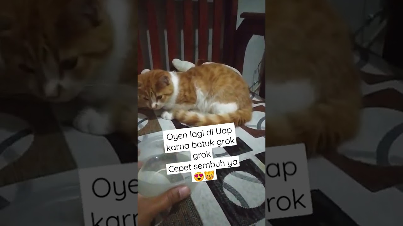 mengobati kucing batuk flu dengan uap air panas + kayu putih , boleh dicoba ya buat anabulnya