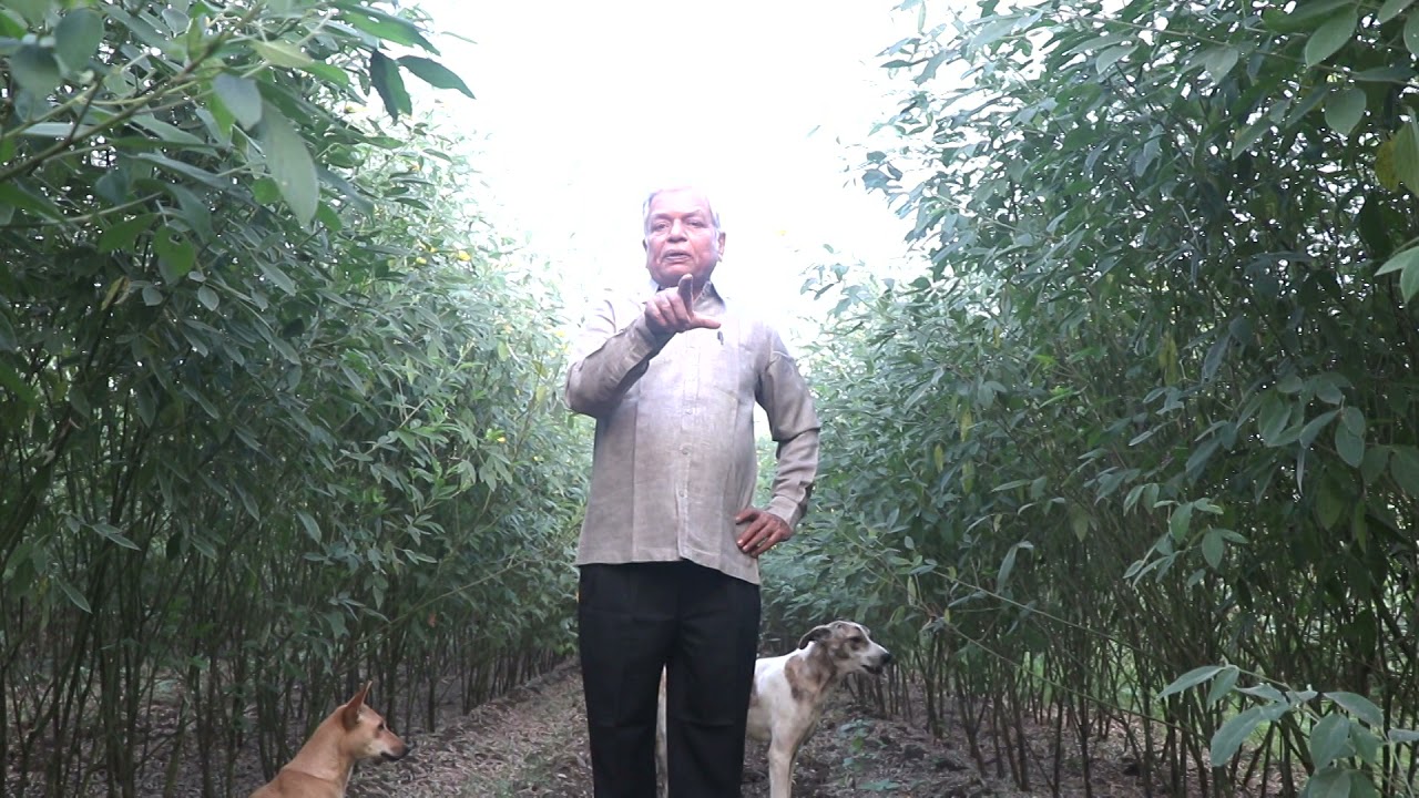 तुअर की फसल pigeon pea crop
