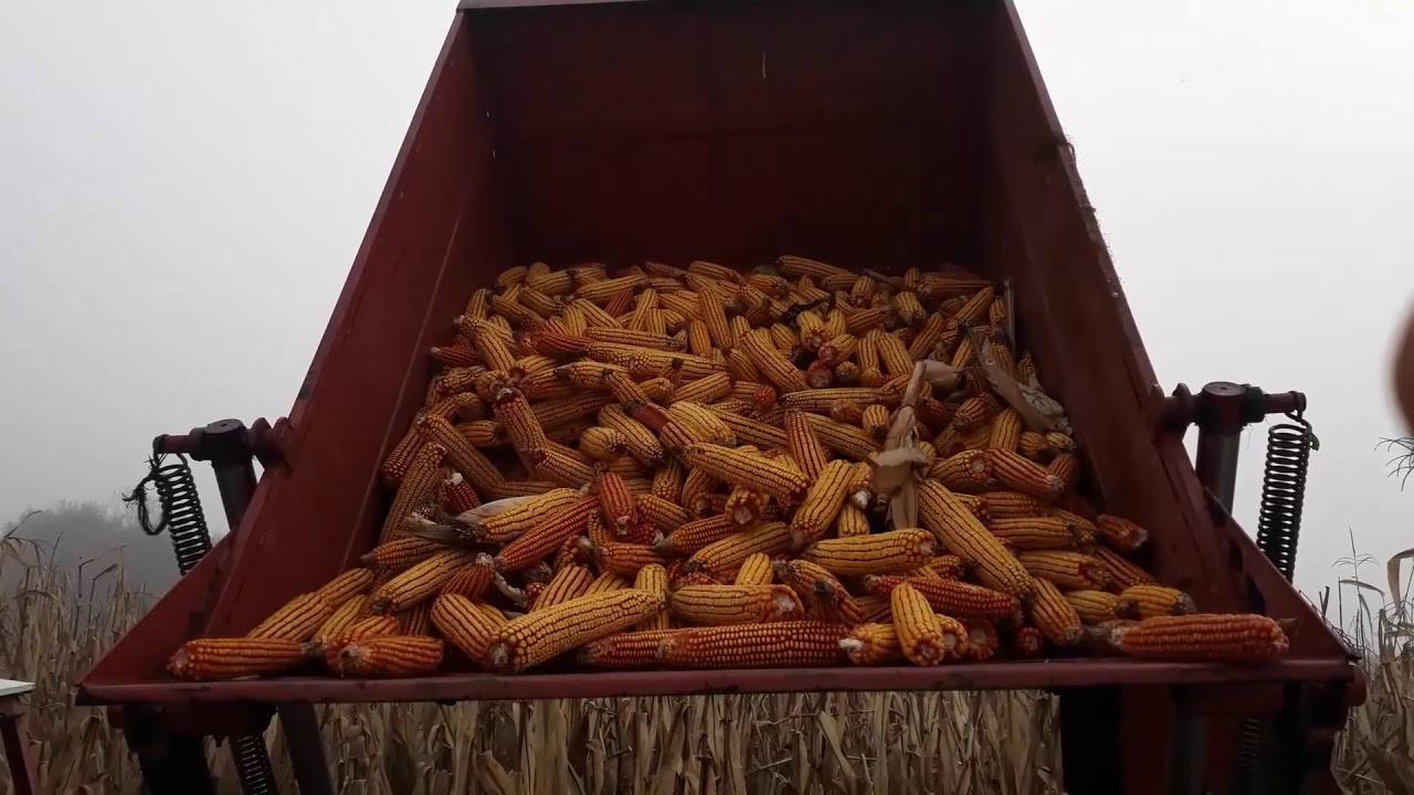 Corn Harvest | IMT542 + SIP EKO 3500  | IMT 533 | Part 2