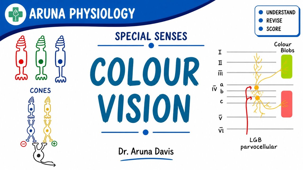 Colour Vision