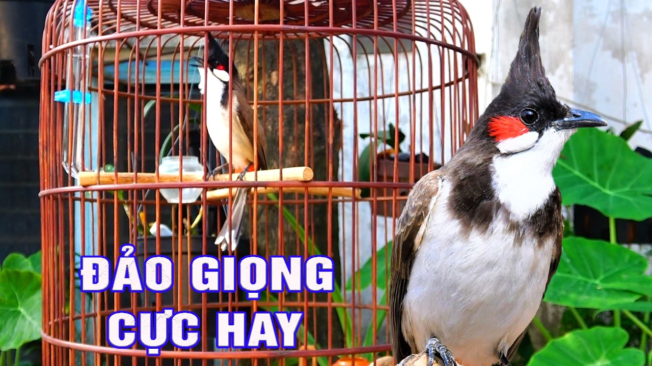 Chào Mào Hót Hay Việt Nam | Chào Mào Huế Sổ Giọng Cực Hay | Ép Giọng  Tuyệt Vời